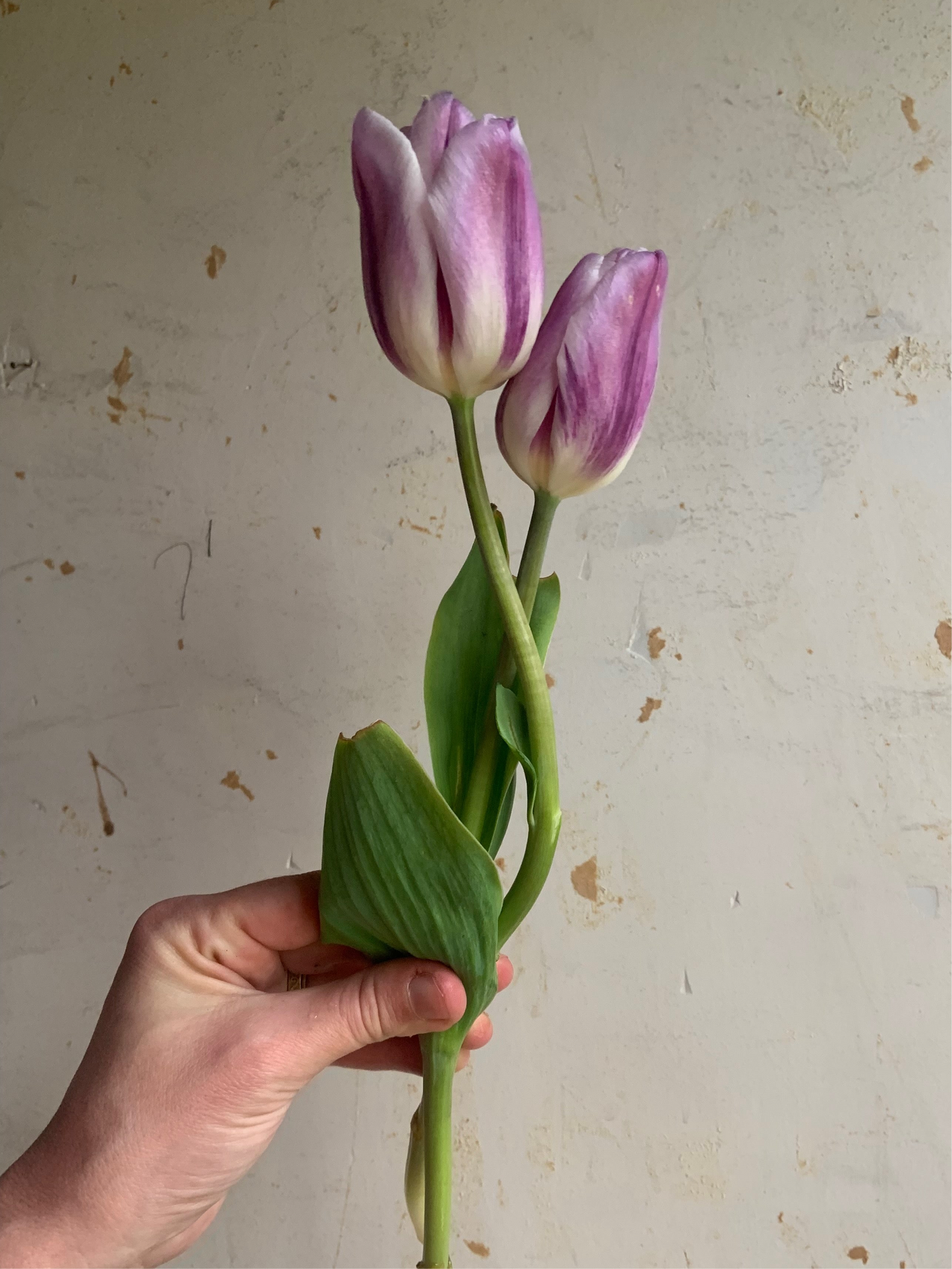 Tulip 'Flaming Flag'