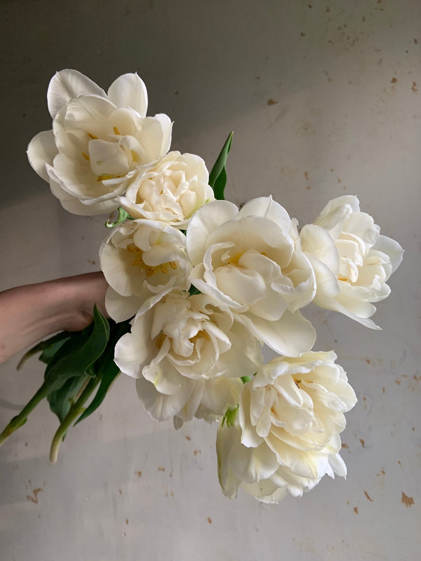 Tulip Collection 'Menagerie'