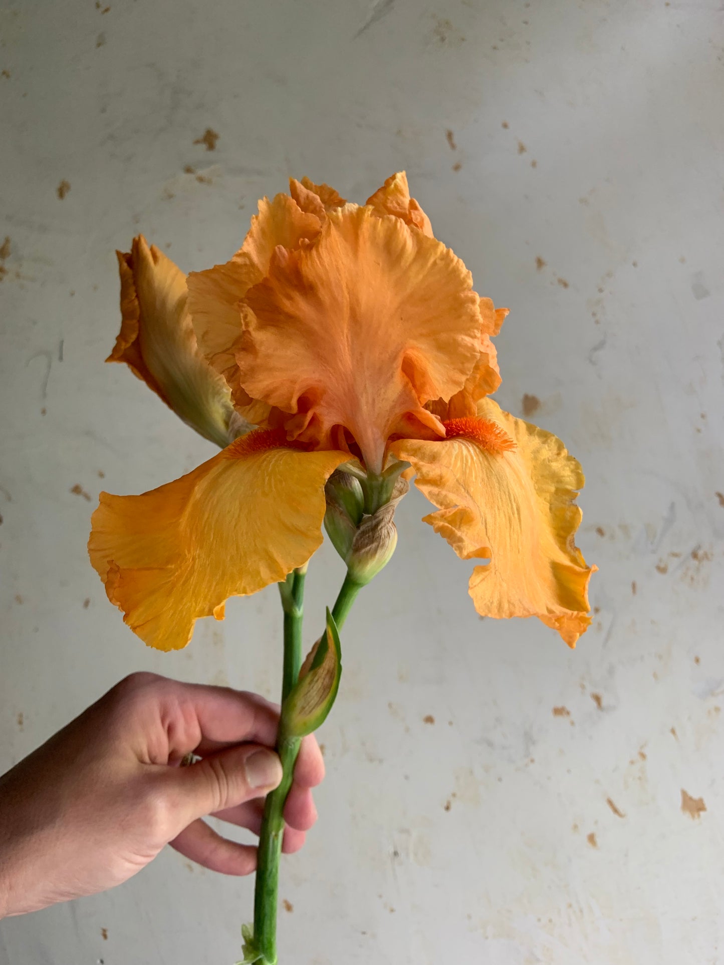 Bearded Iris 'Orange Harvest'