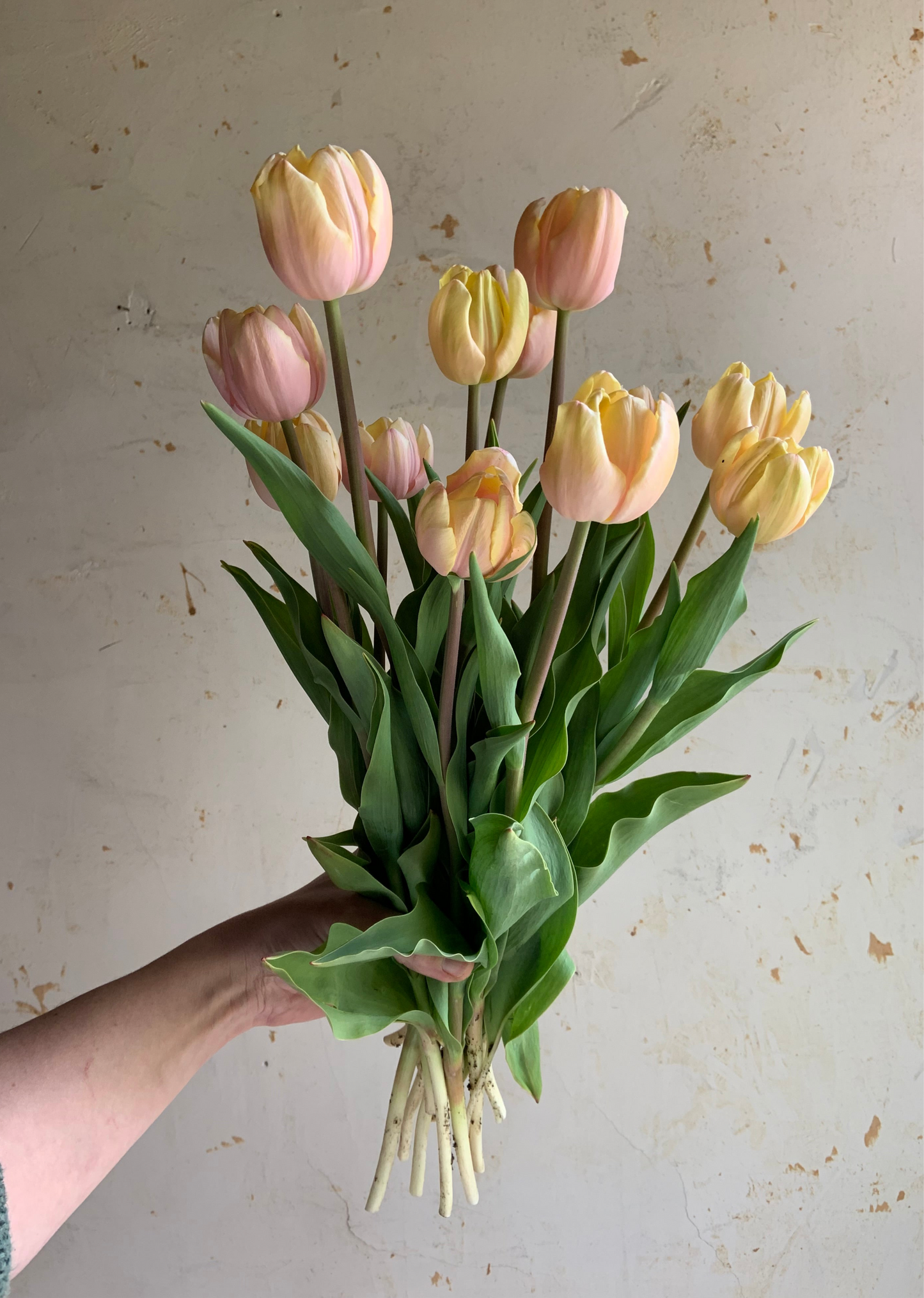 Tulip 'Mango Charm'