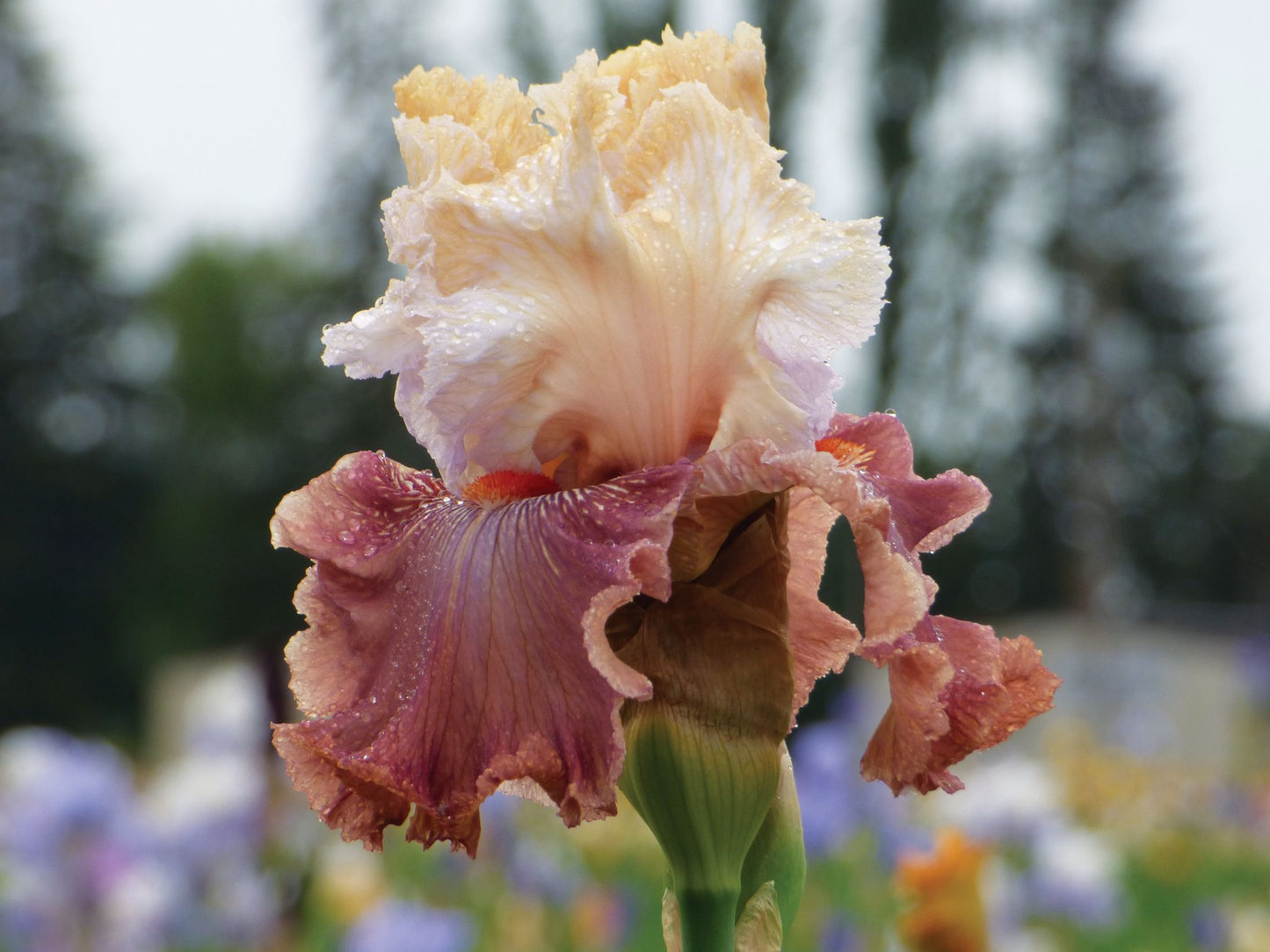Bearded Iris 'Champagne and Strawberries'