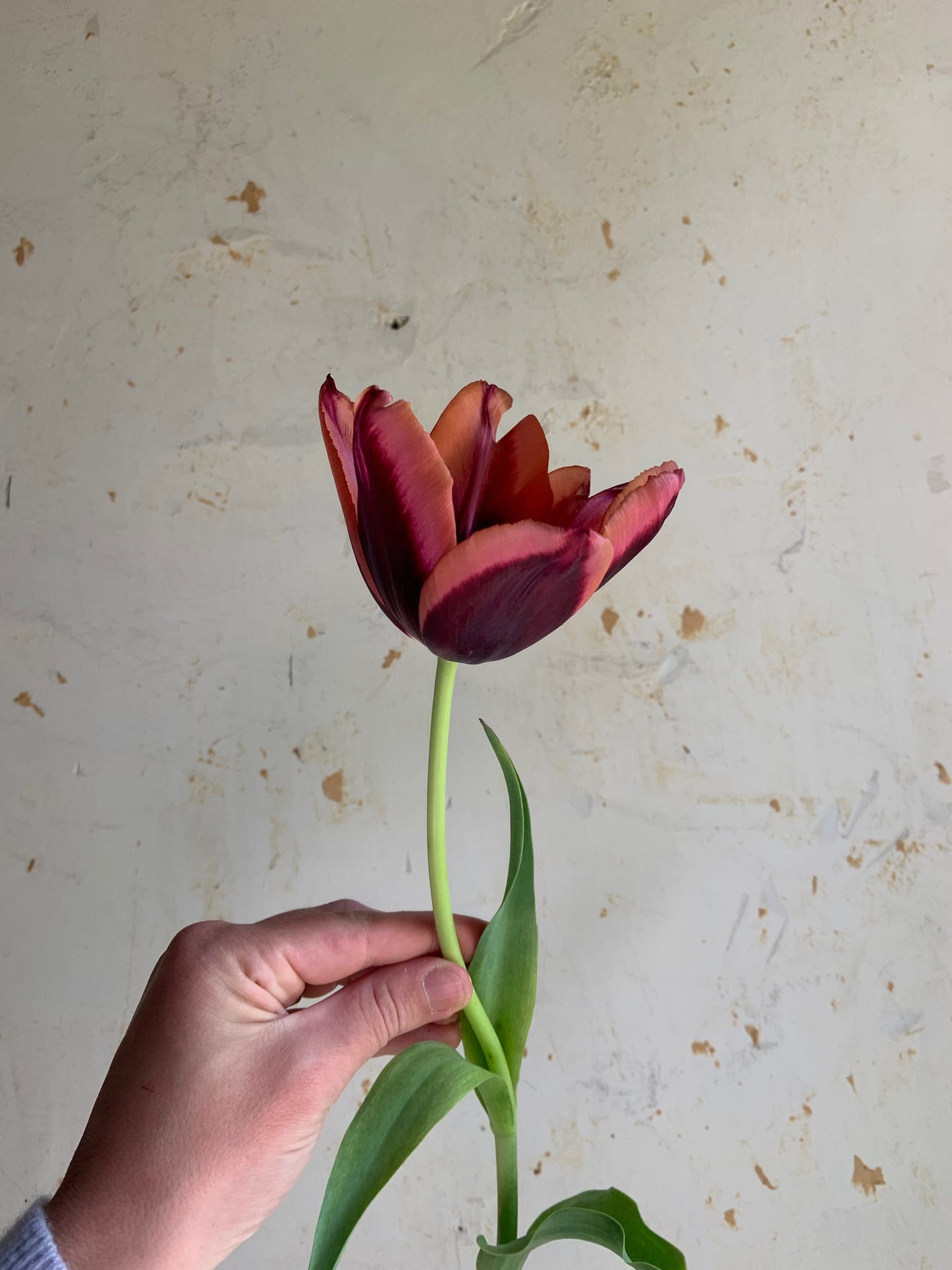 Tulip 'Slawa’