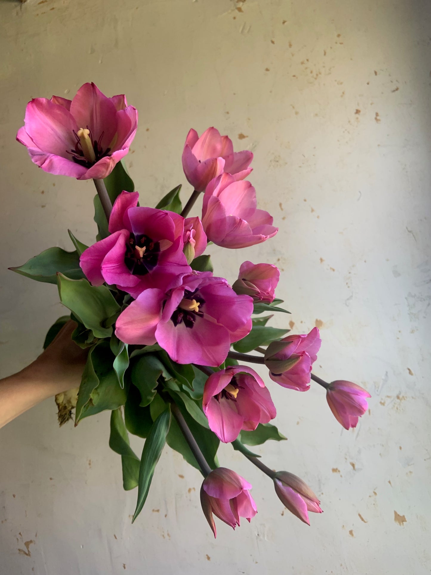 Tulip 'Janis Joplin'