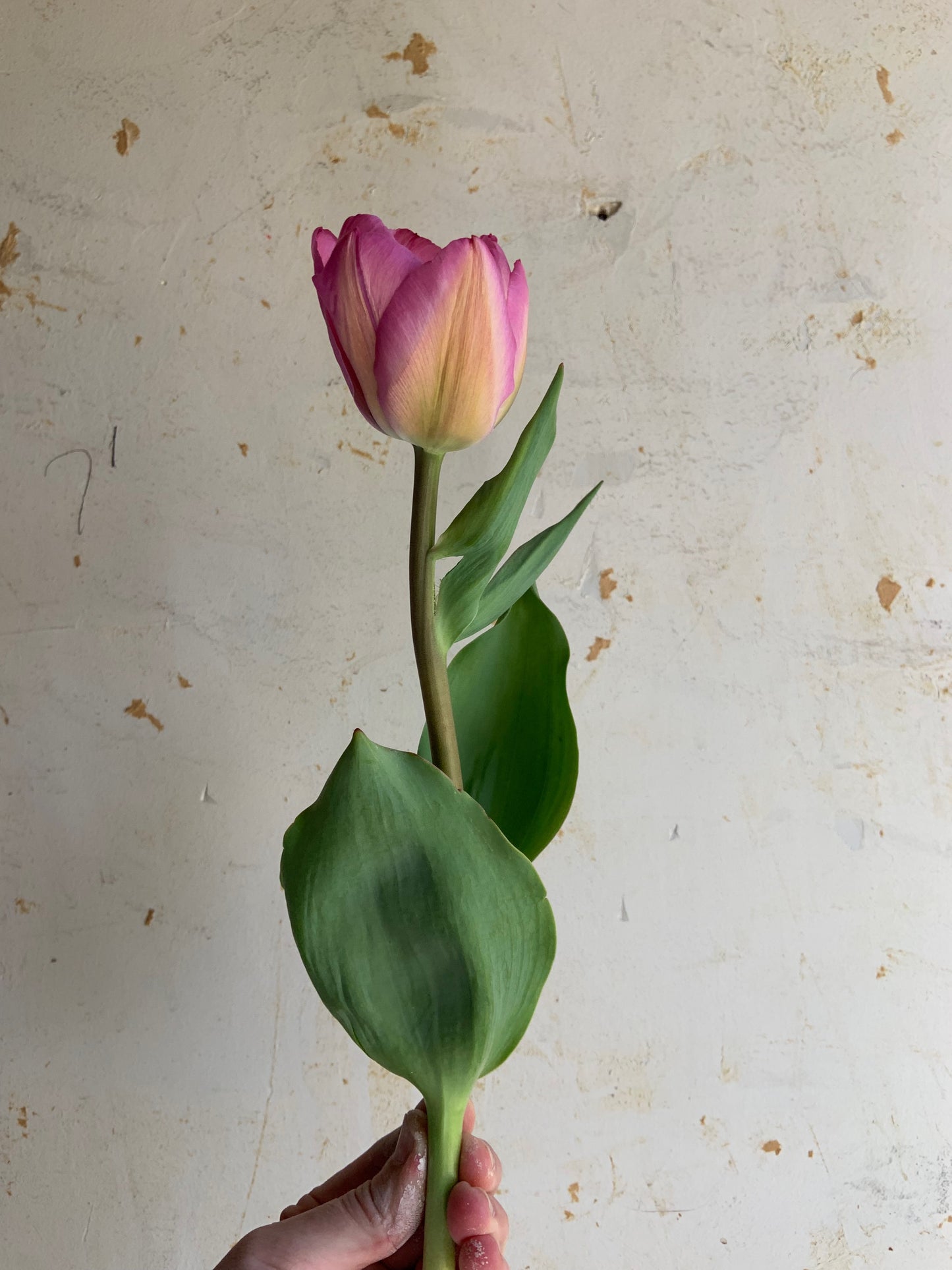 Tulip 'Janis Joplin'