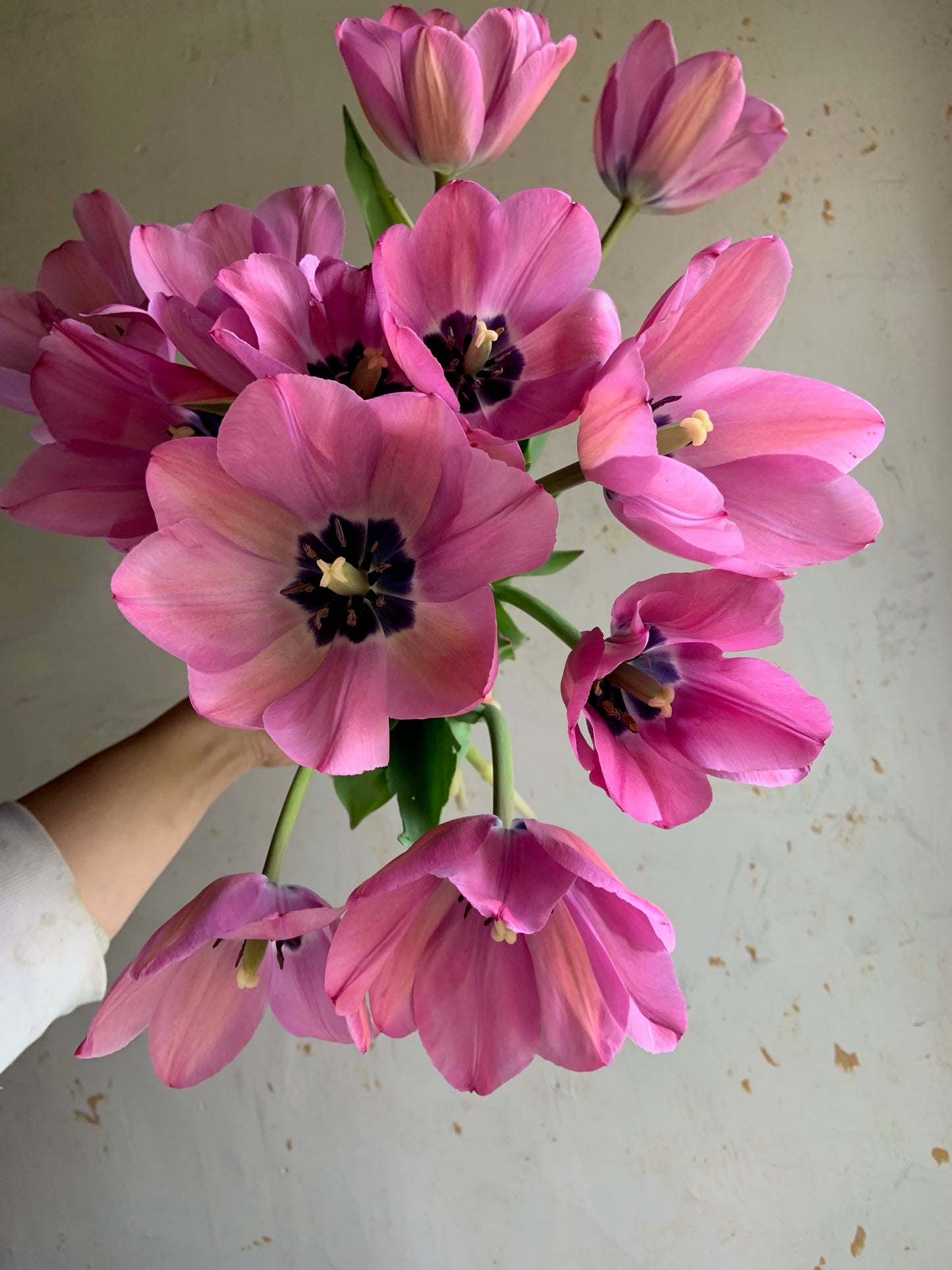 Tulip 'Janis Joplin'
