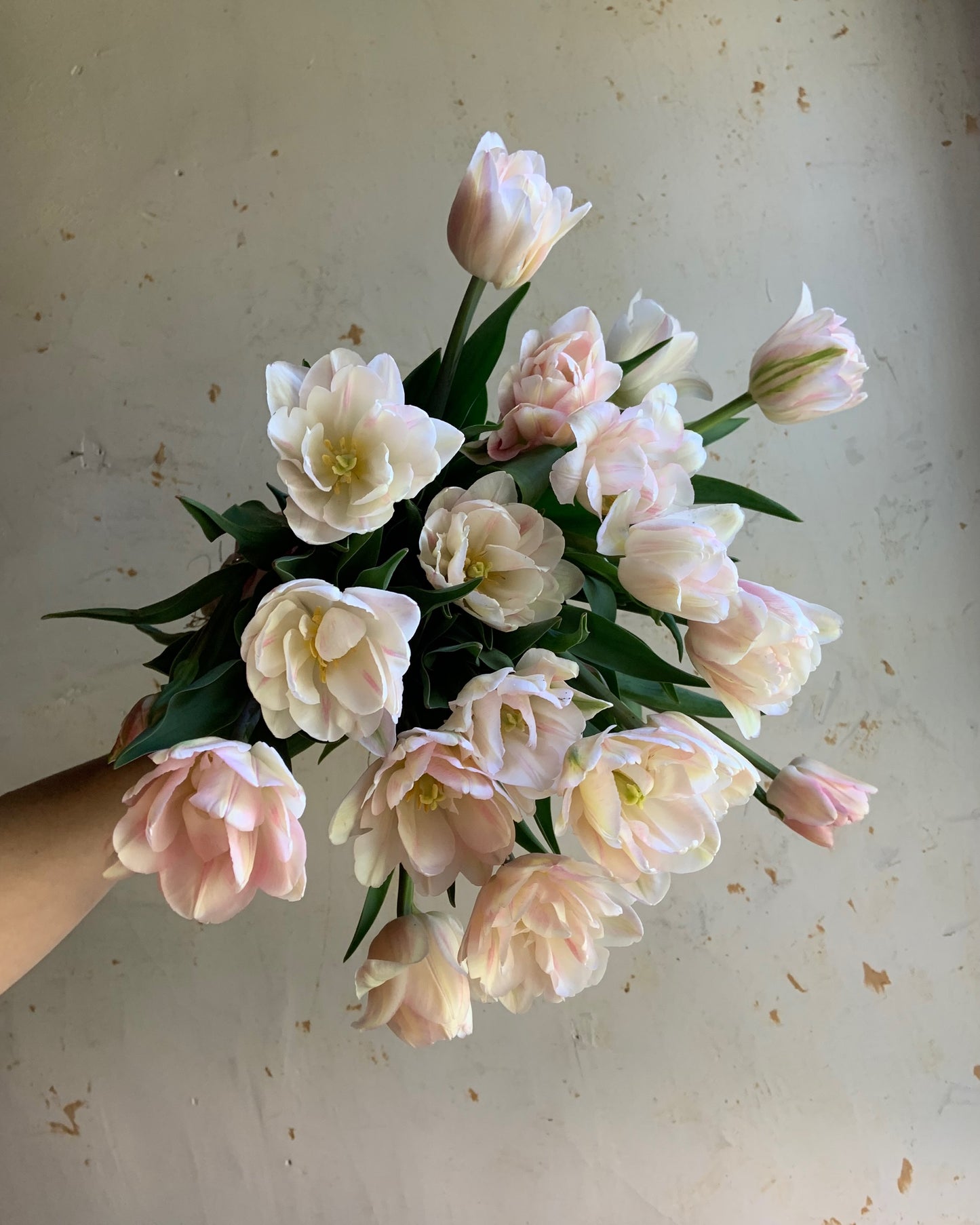 Tulip 'Foxtrot'