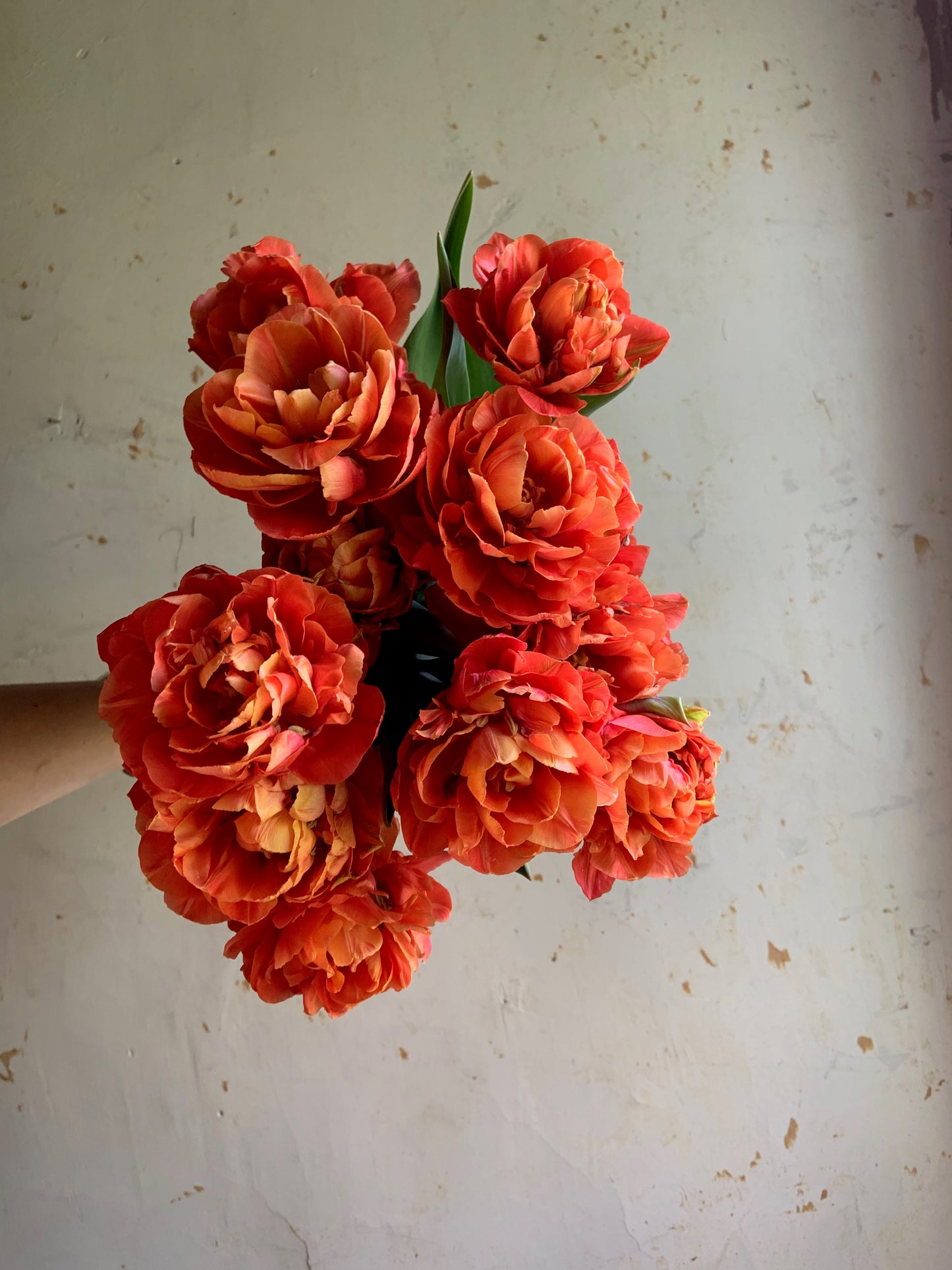 Tulip 'Valdivia'