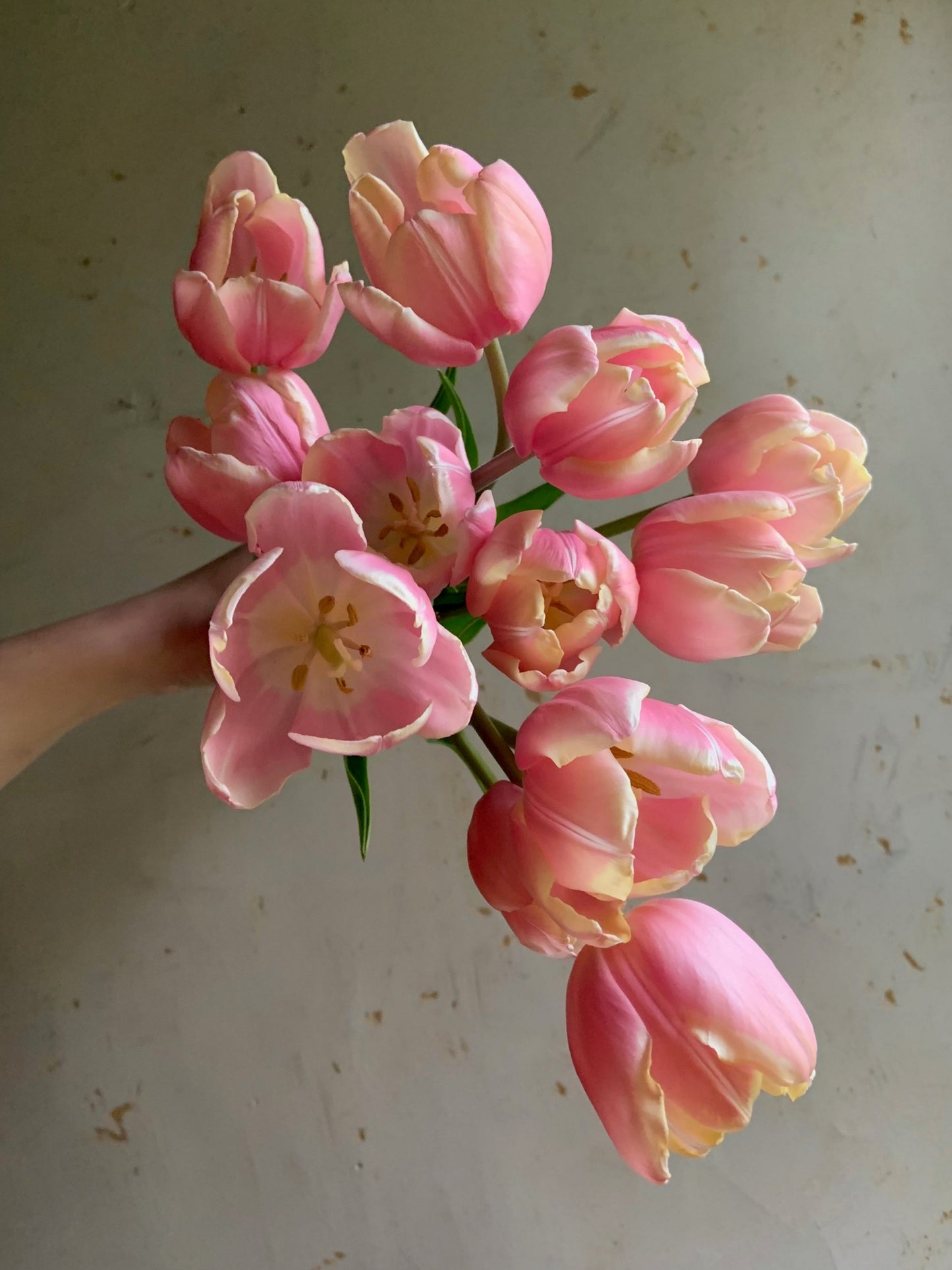 Tulip Collection "It's A Girl!"