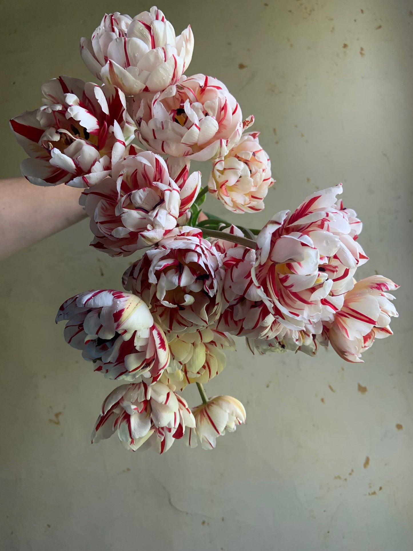 Tulip Collection 'Menagerie'