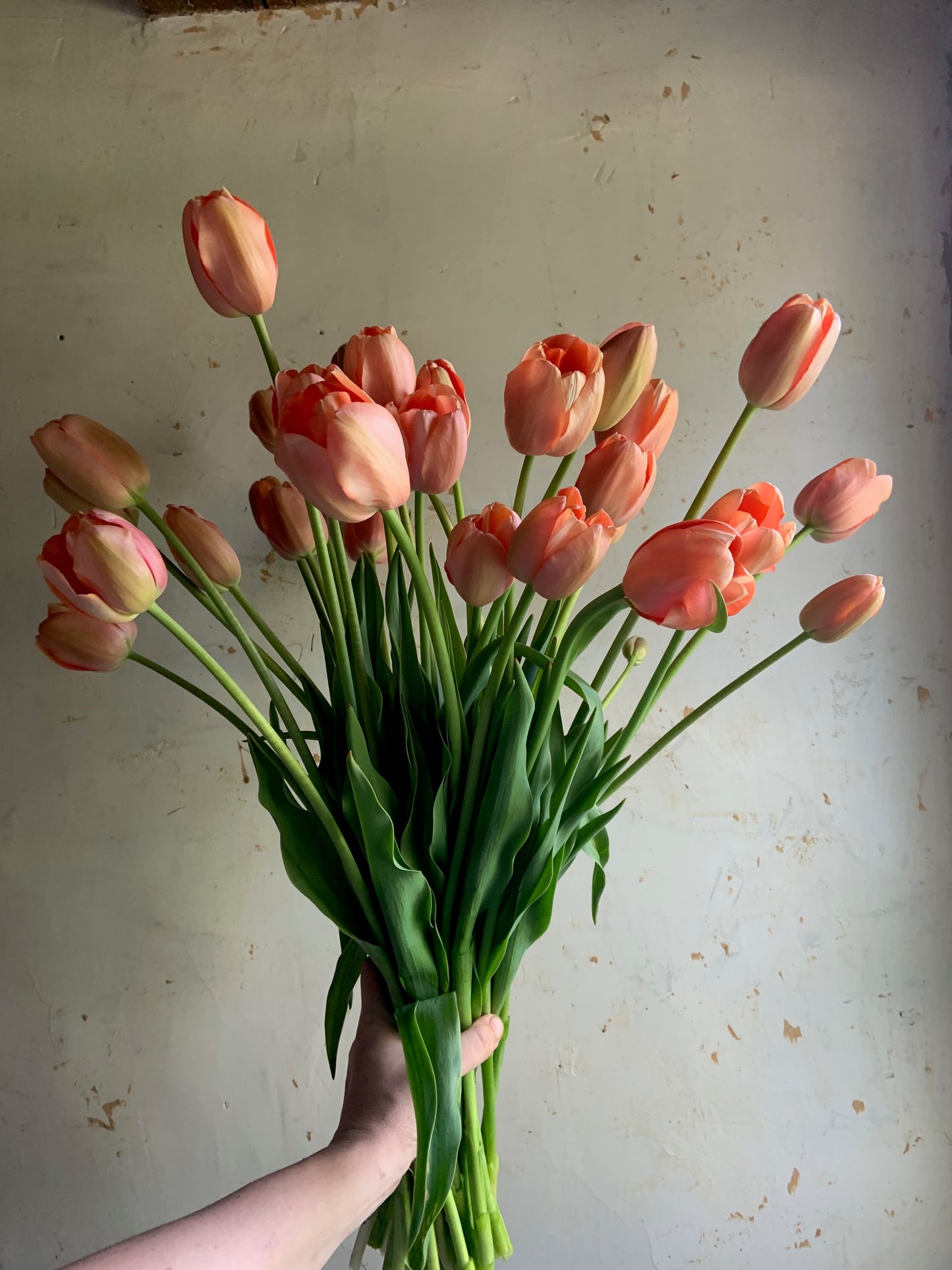 Tulip 'Menton'
