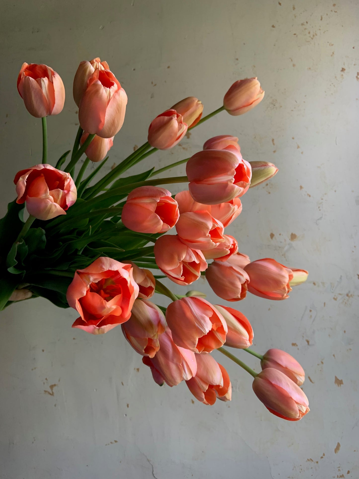 Tulip 'Menton'