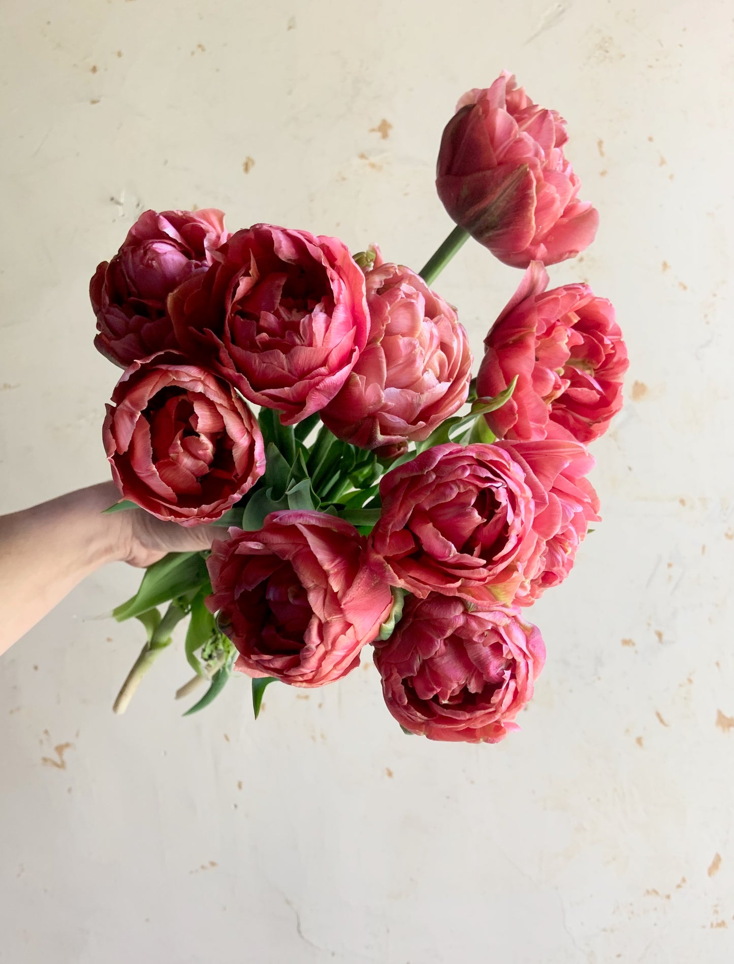 Tulip 'Copper Image'