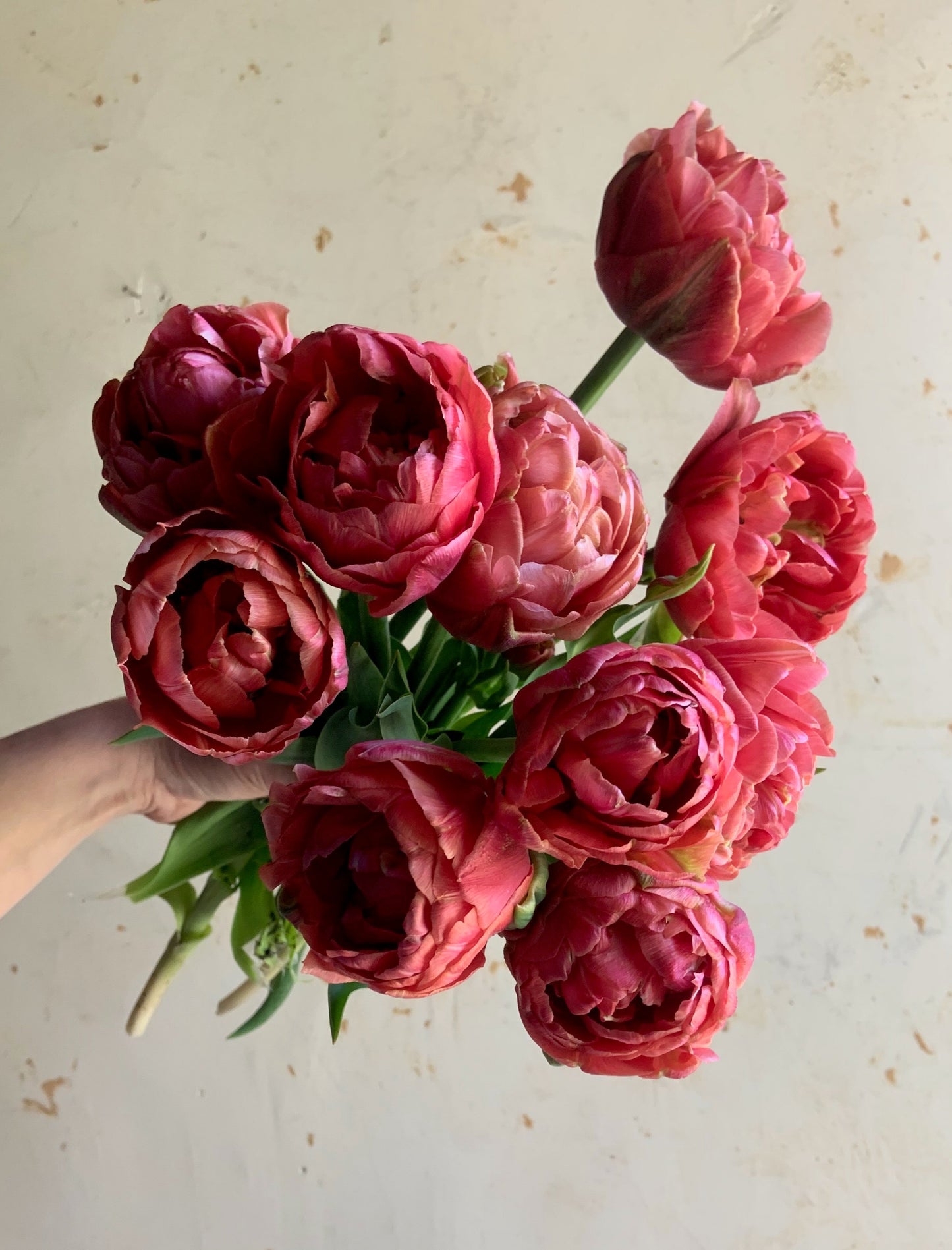 Tulip 'Copper Image'