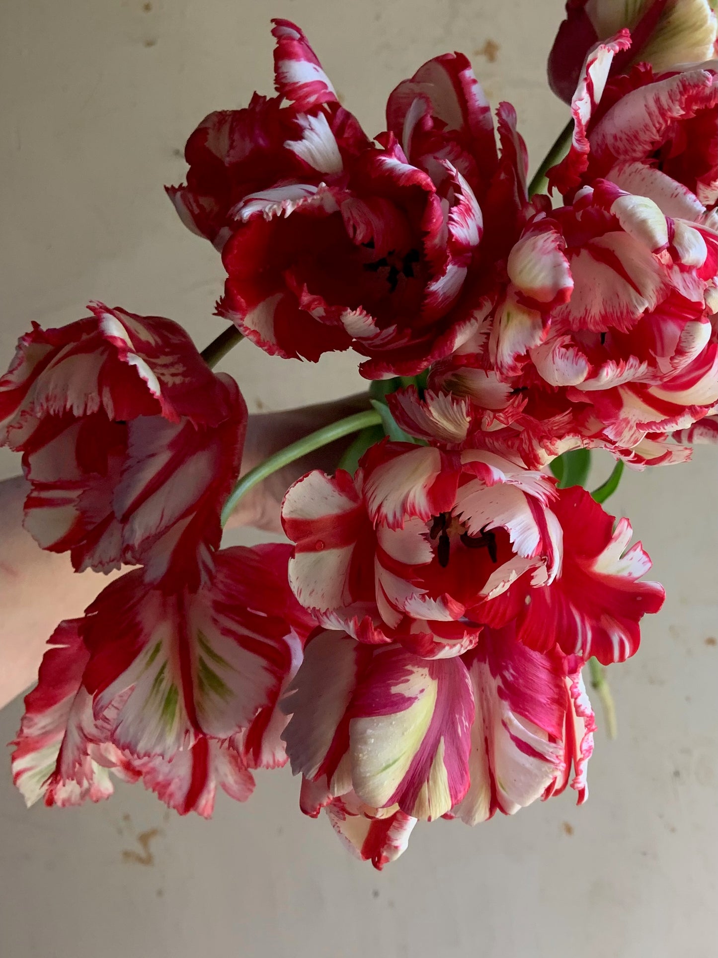 Tulip 'Estella Rijnveld'