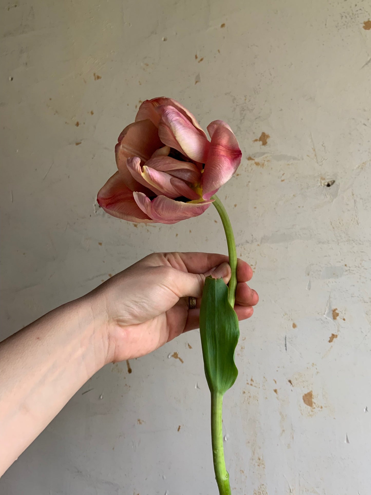 Tulip 'La Belle Epoque'