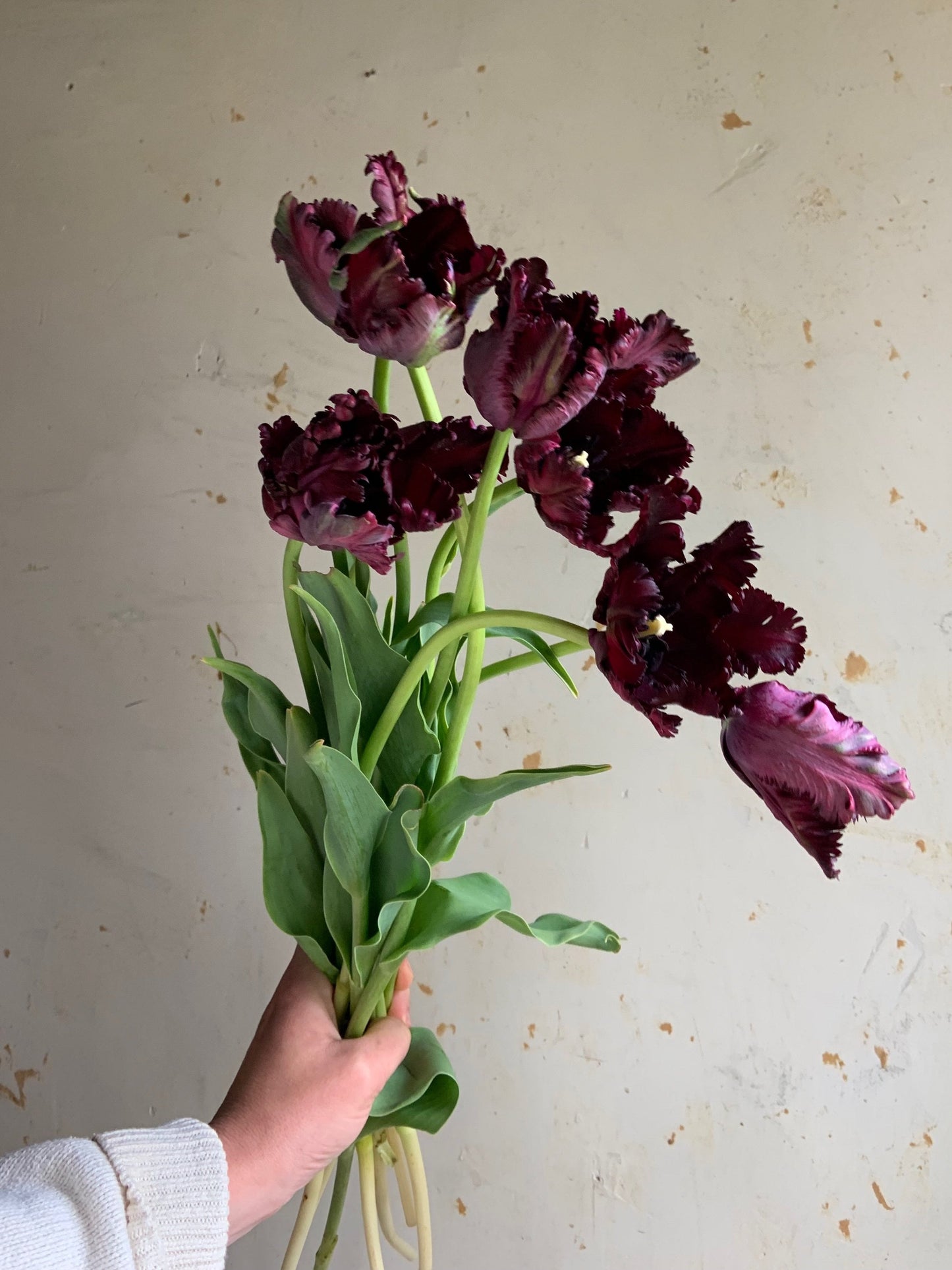 Tulip Collection 'Encore'