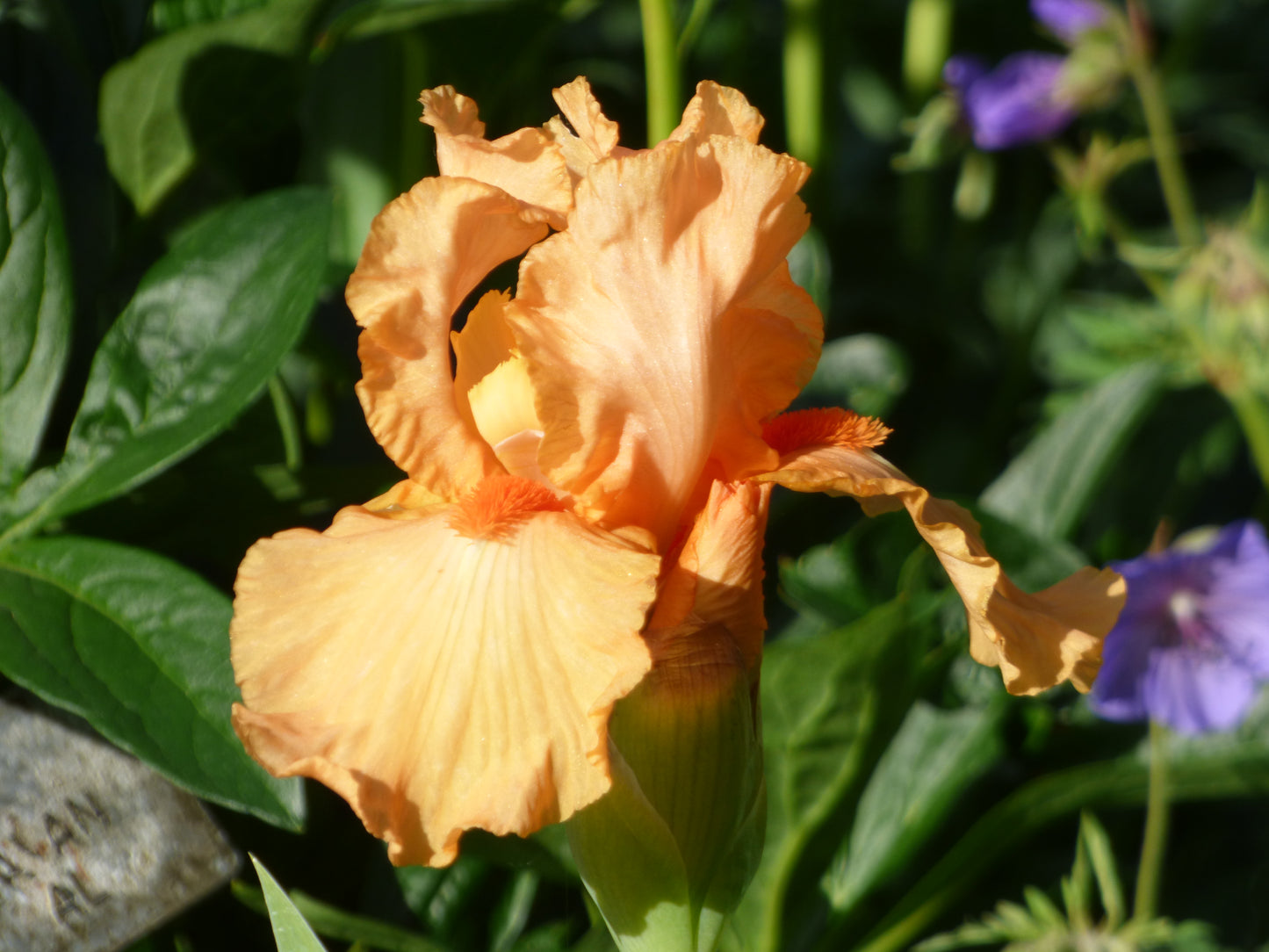 Bearded Iris 'Orange Harvest'