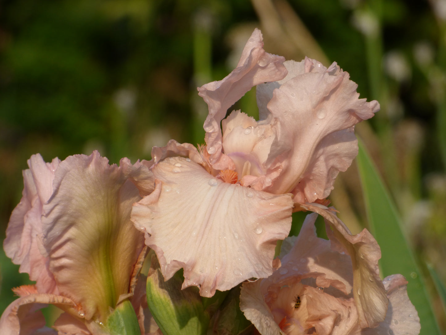 Bearded Iris 'Pink Attraction'