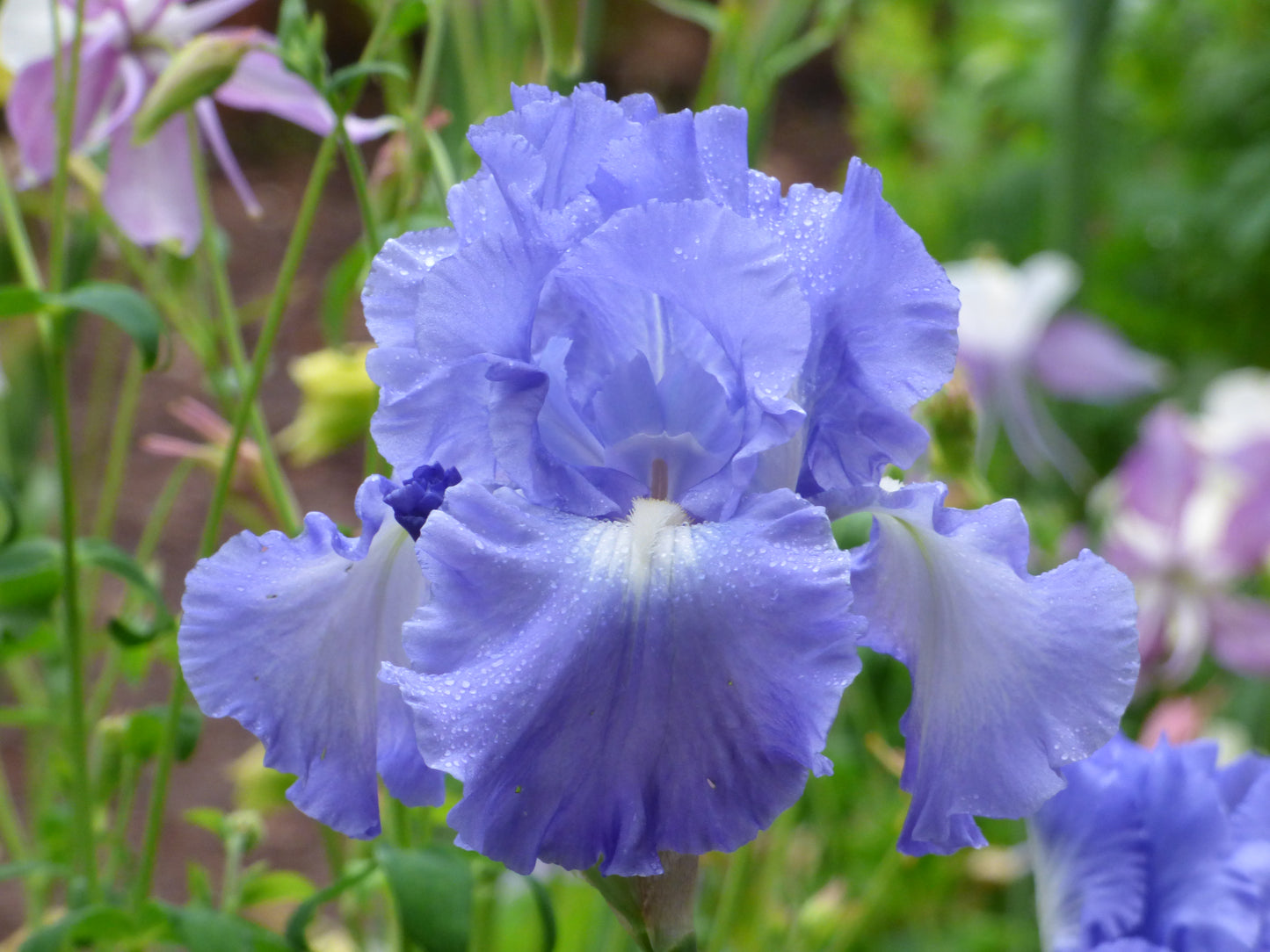Bearded Iris 'Victoria Falls'