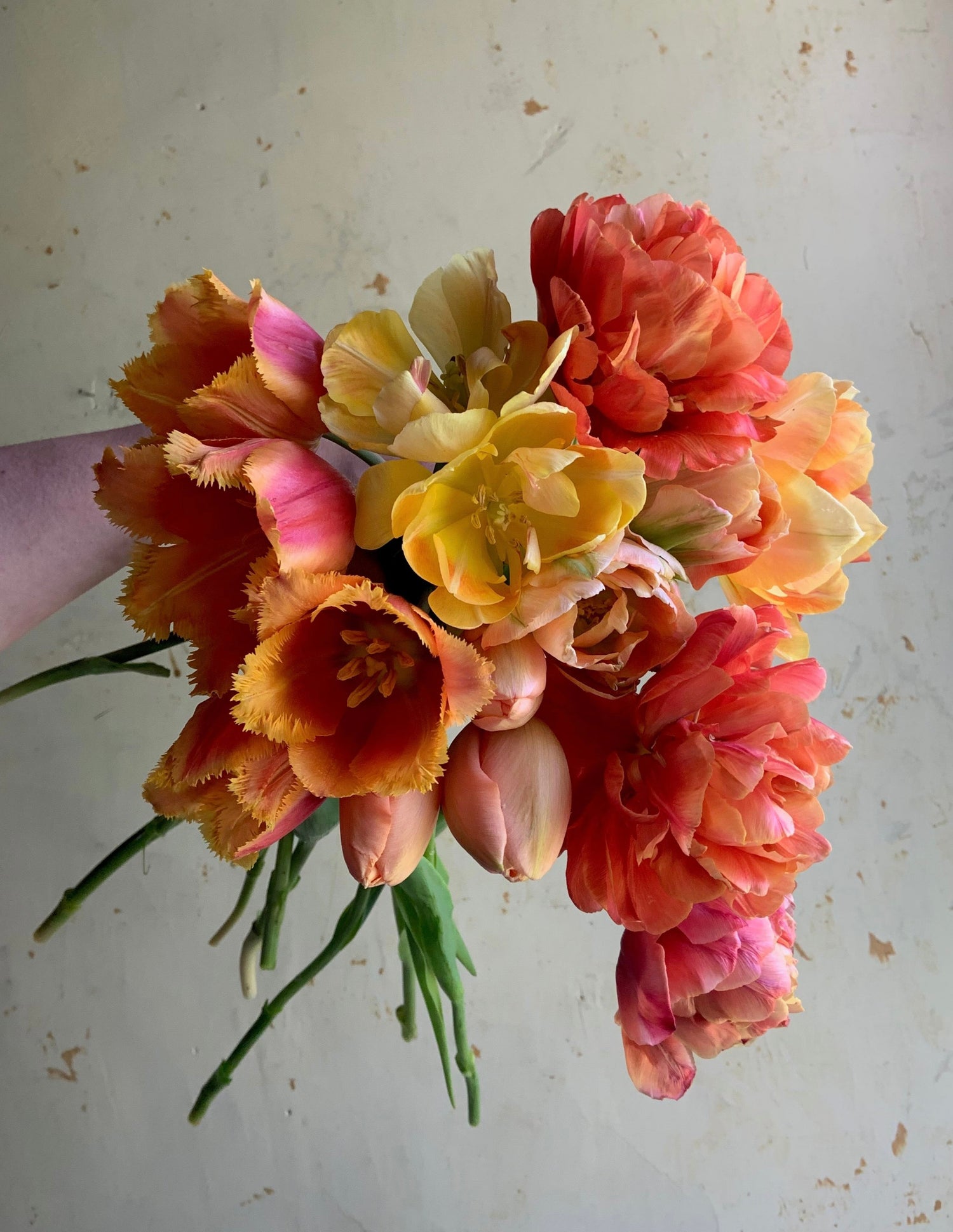 Bulb Collections