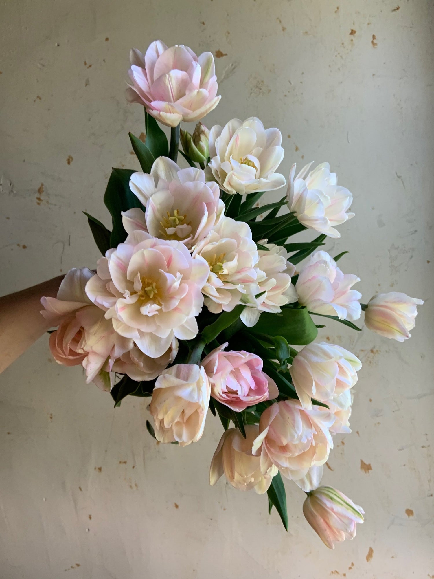 Single Varieties