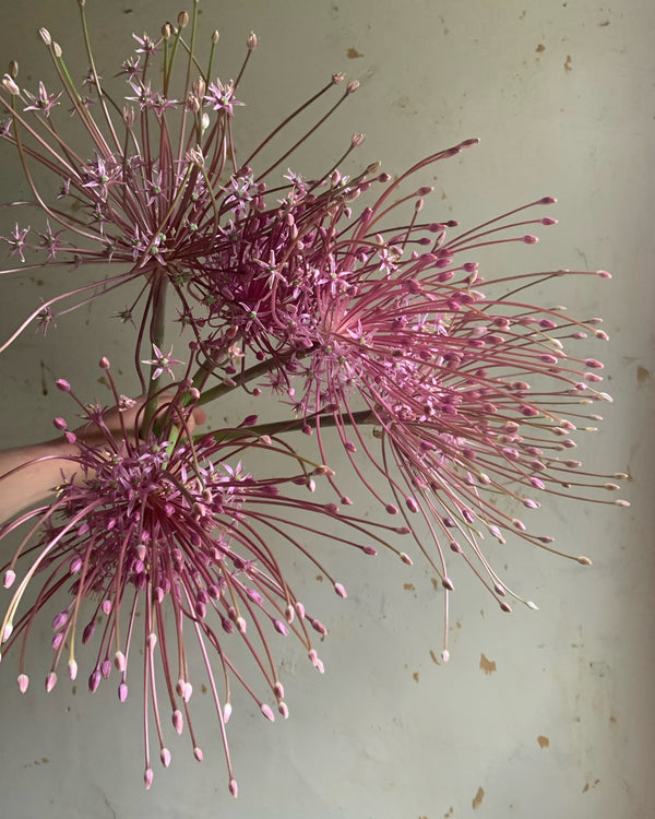 Allium Schubertii
