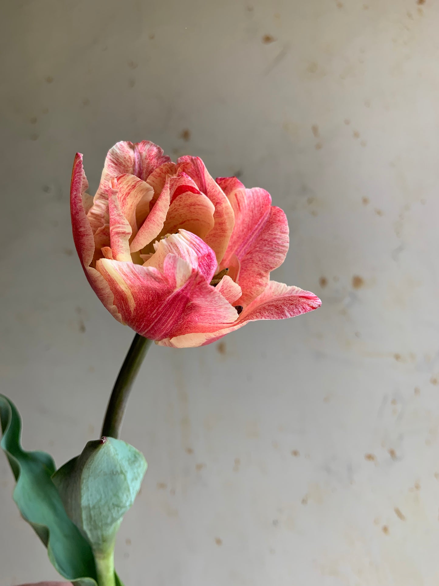 Tulip 'Pep Talk'