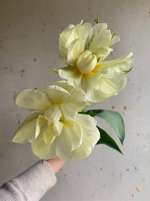 A hand holding a bouquet of fully bloomed white tulips with yellow centers.