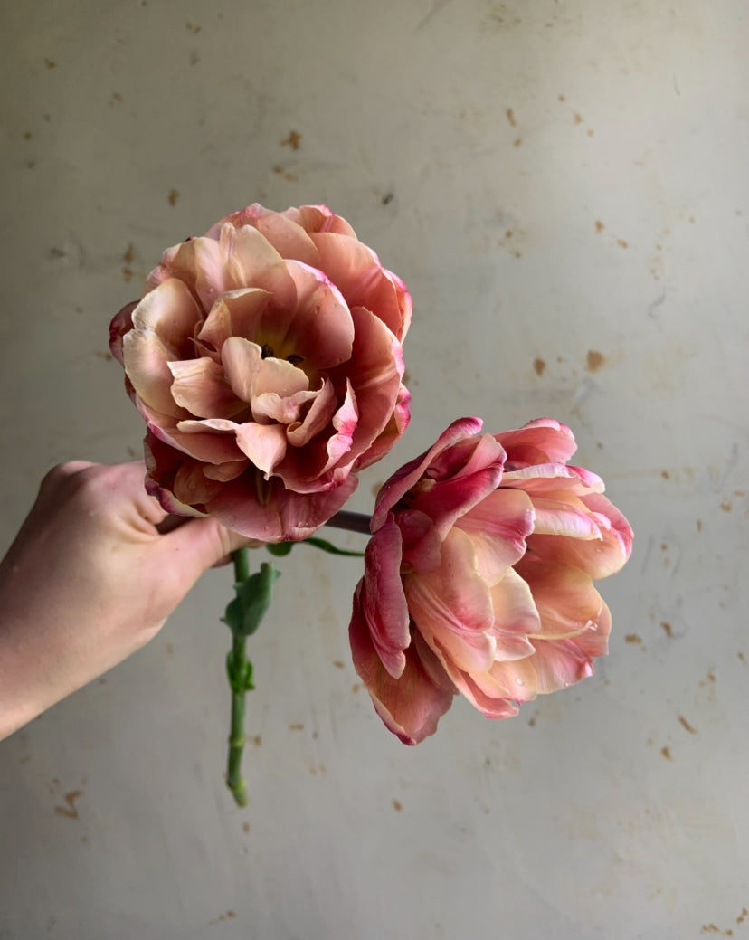 Tulip 'La Belle Epoque'