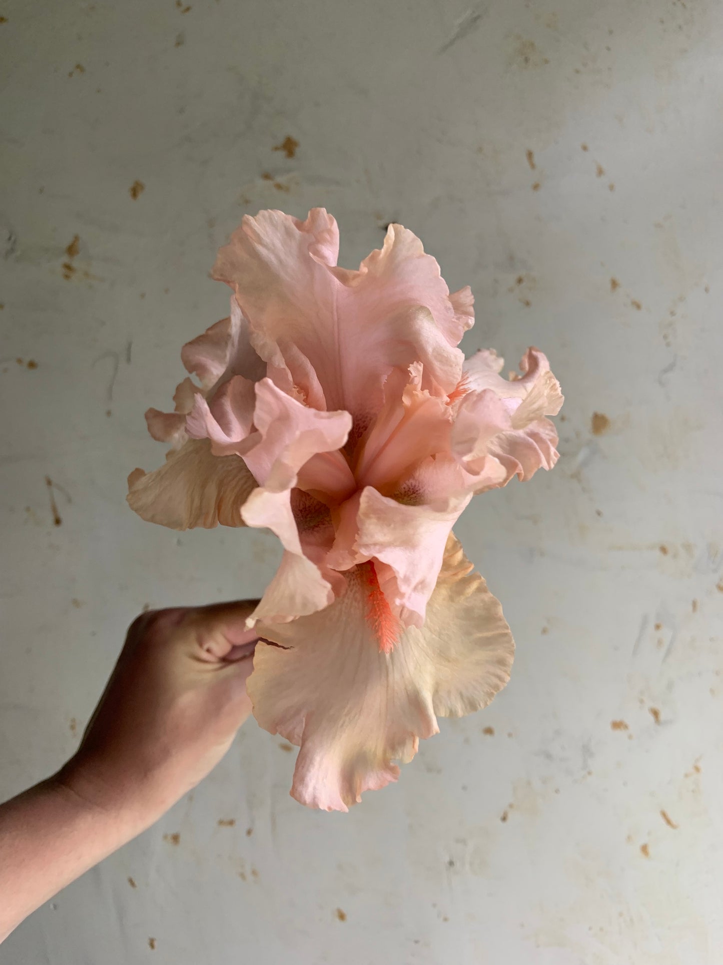 Bearded Iris 'Pink Attraction'