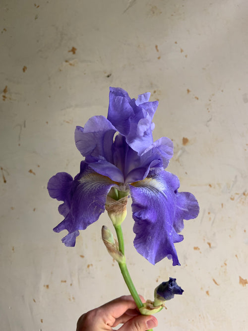 Hand holding a purple flower against a plain background