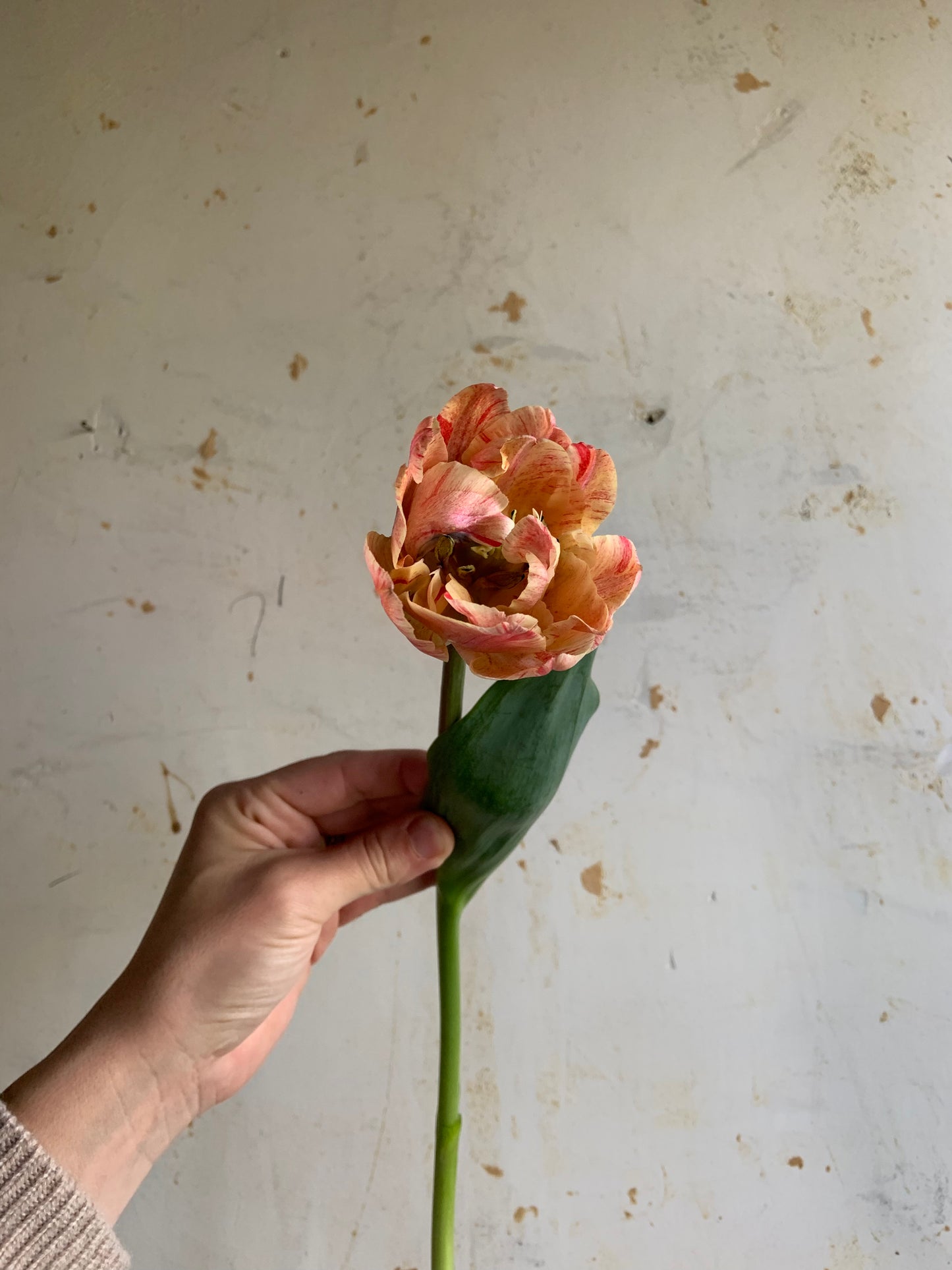 Tulip 'Pep Talk'