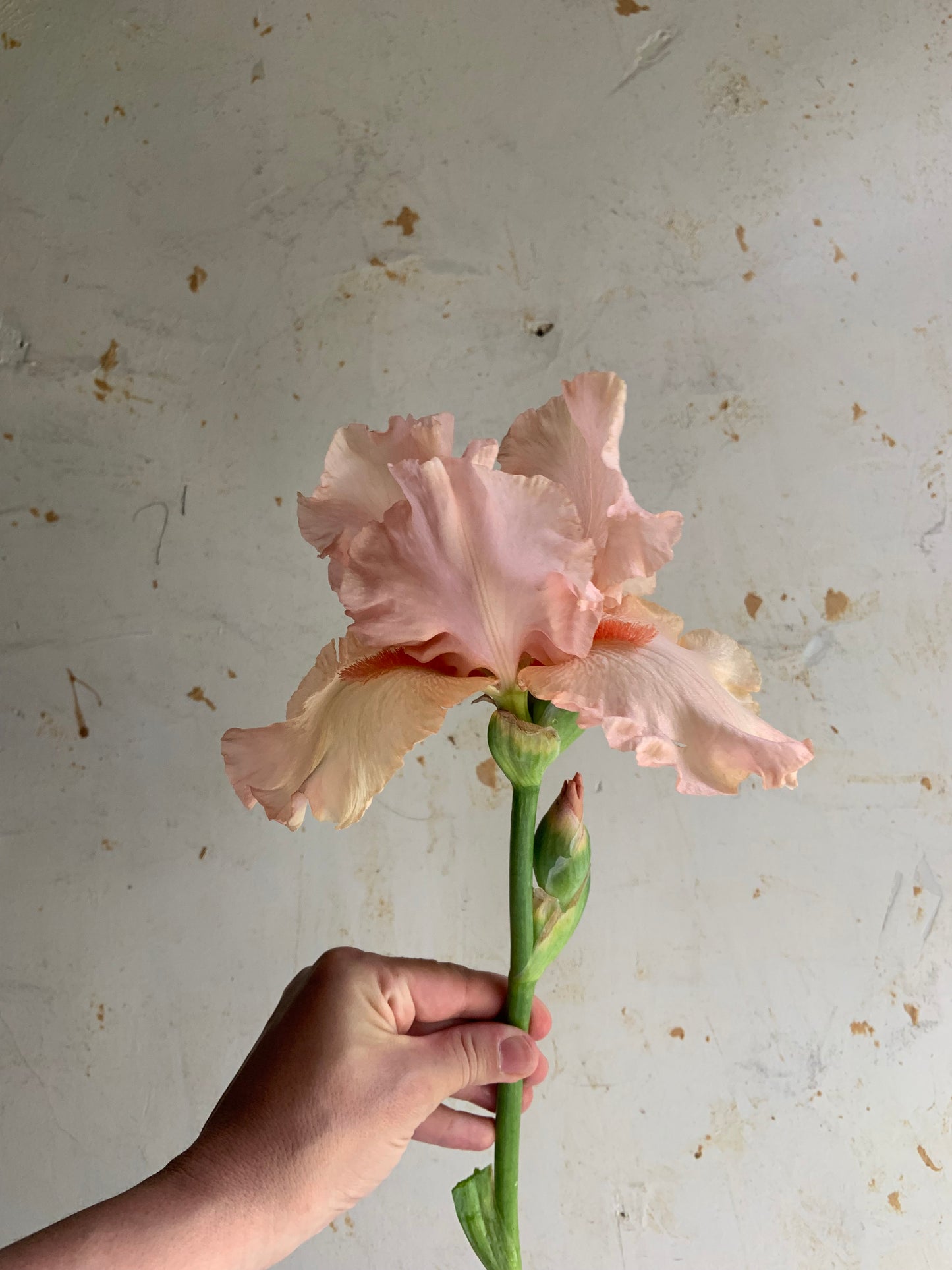 Bearded Iris 'Pink Attraction'