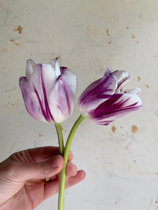 Tulip 'Flaming Flag'