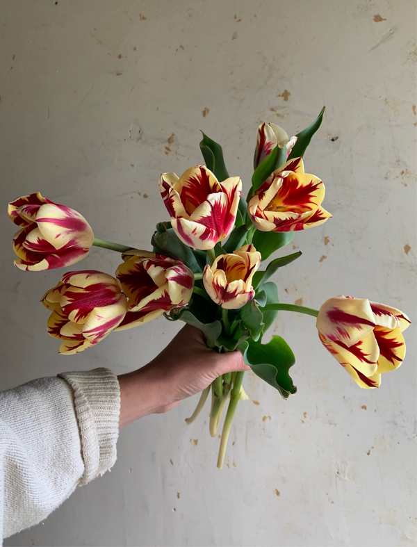 Tulip 'Grand Perfection'