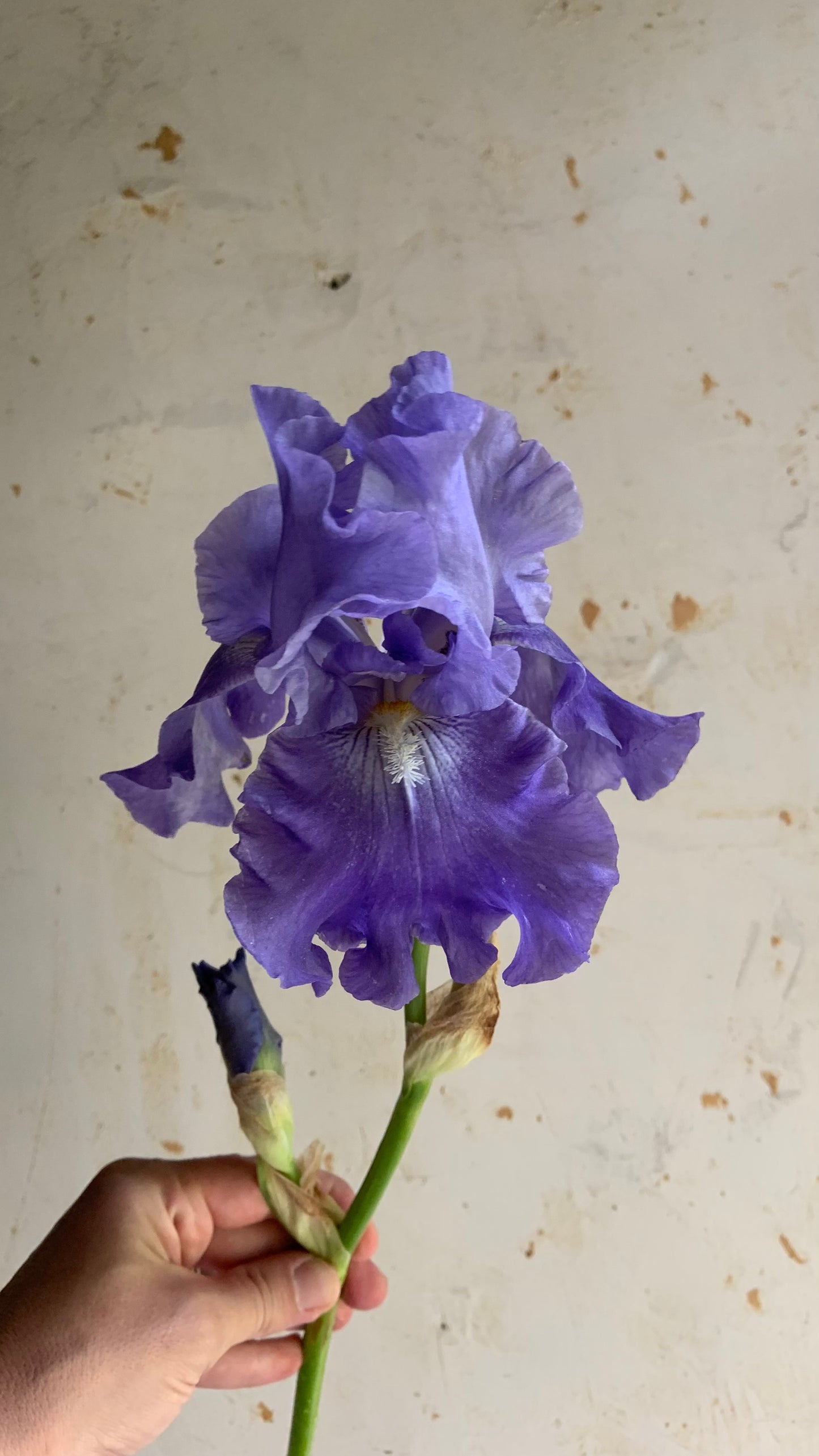 Bearded Iris 'Victoria Falls'
