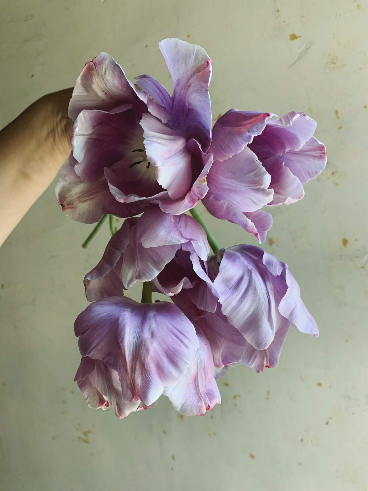 A hand holding a bouquet of purple and white striped tulips against a light beige textured wall.
