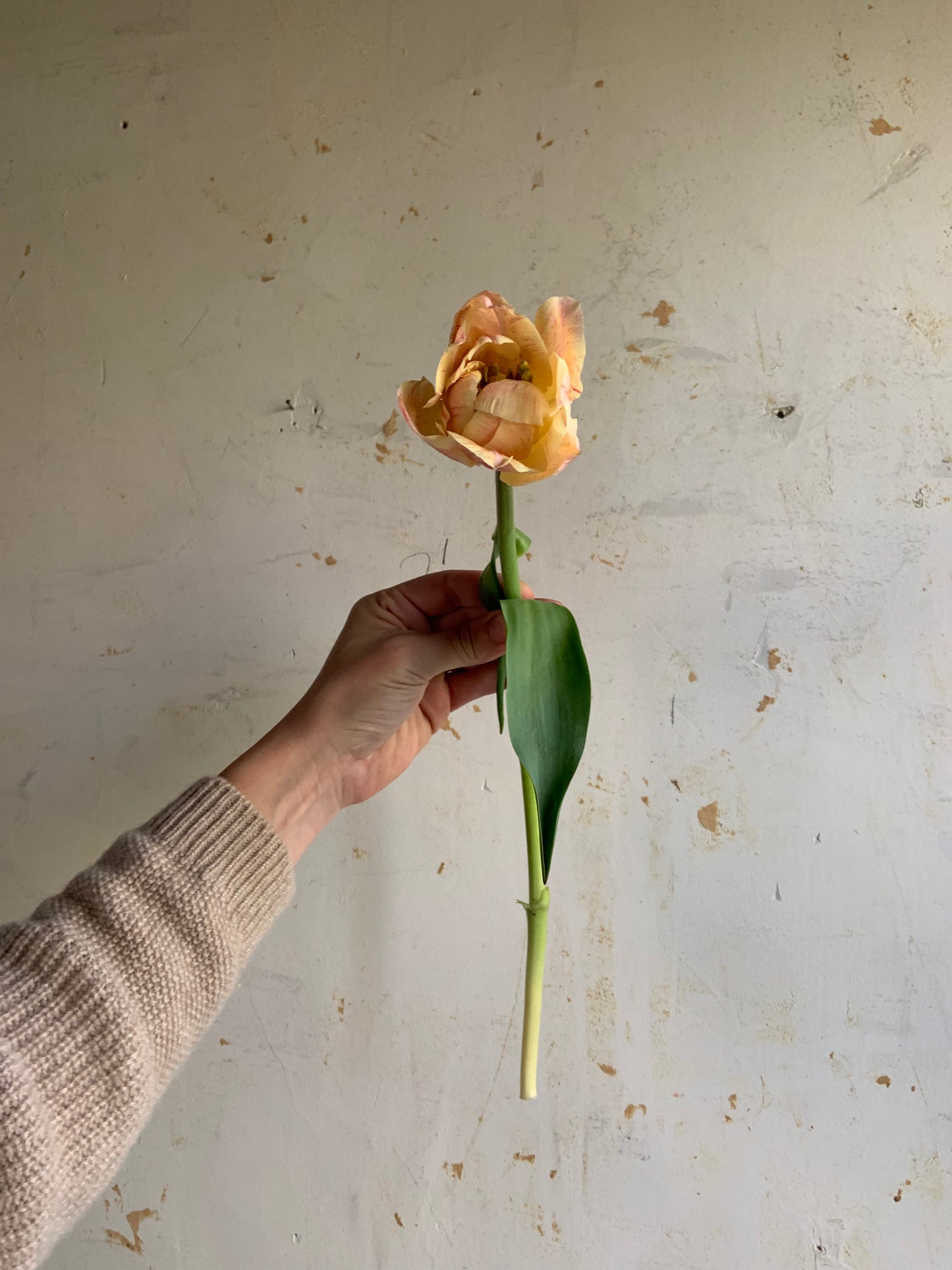 Tulip 'Pep Talk'