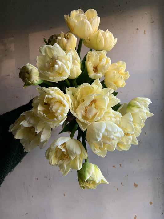 Tulip 'Avant Garde'