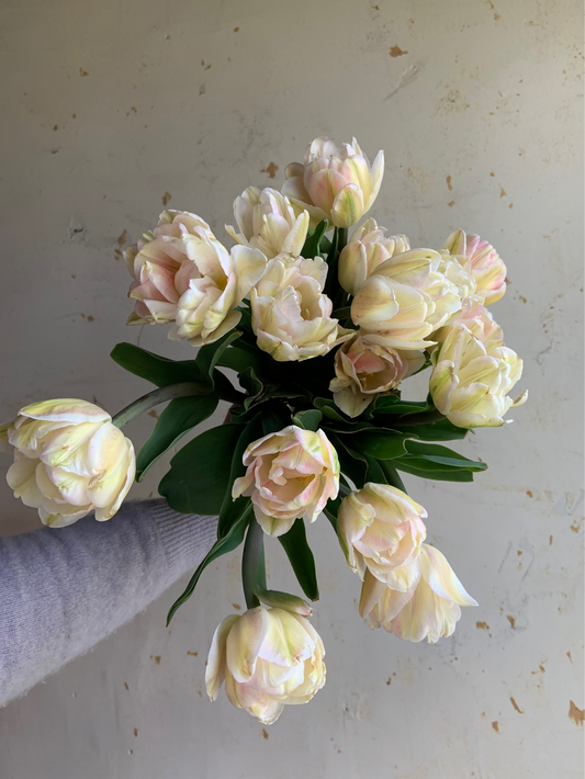 Tulip 'Foxtrot'