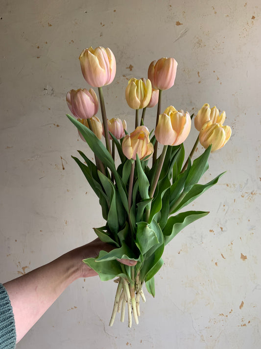 Tulip 'Mango Charm'