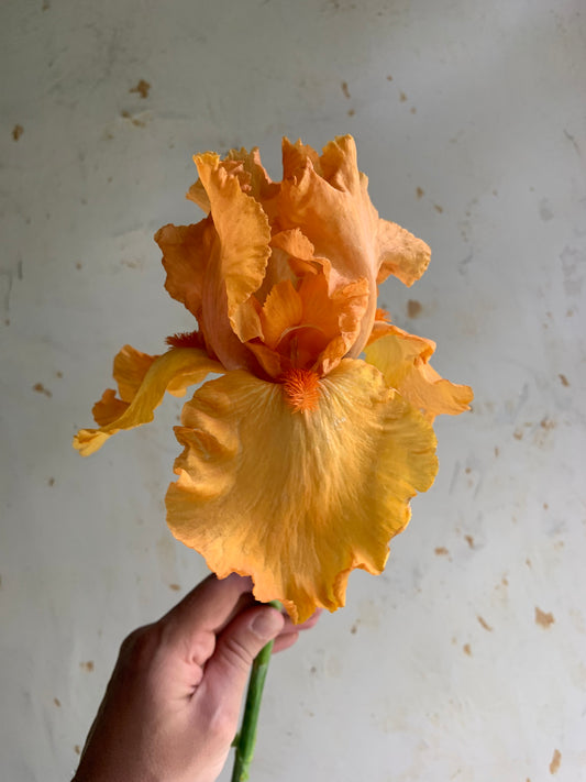 Bearded Iris 'Orange Harvest'