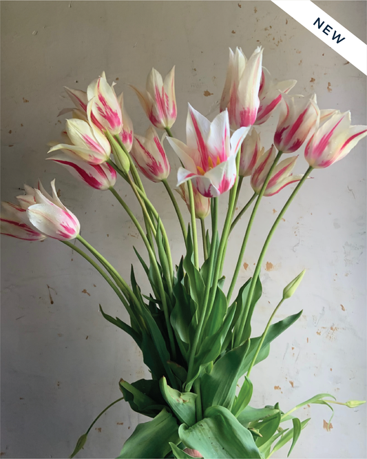 Tulip 'Marilyn'