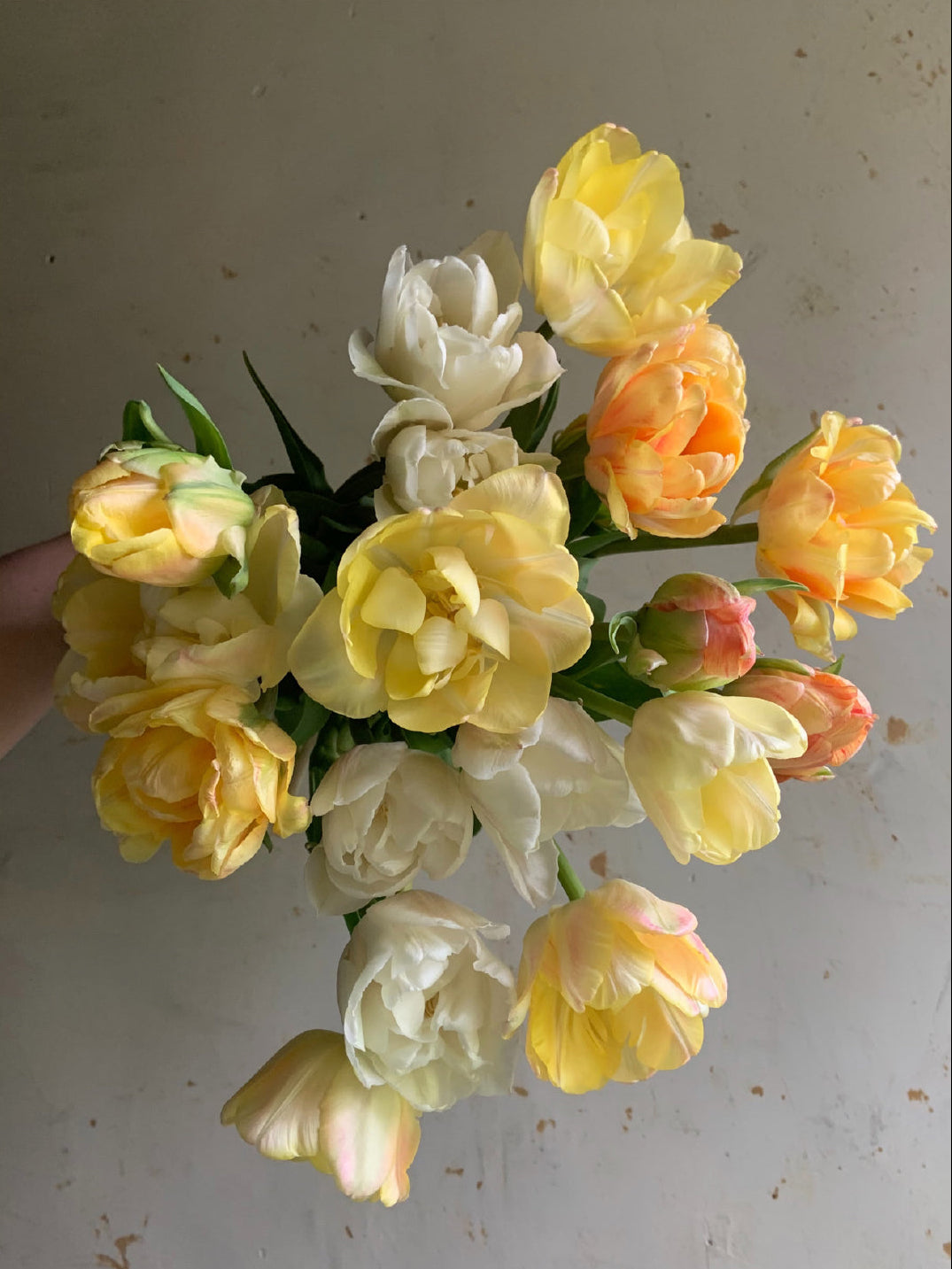 A bouquet of tulips in soft yellow, peach, and white, with green leaves, held against a plain off-white wall.