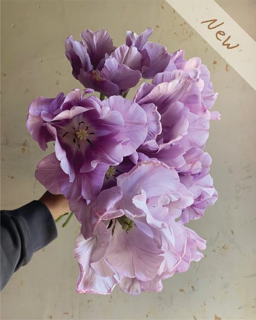 A bouquet of light purple tulips held by a hand, with a beige textured background and a diagonal 'New' banner in the top right corner.
