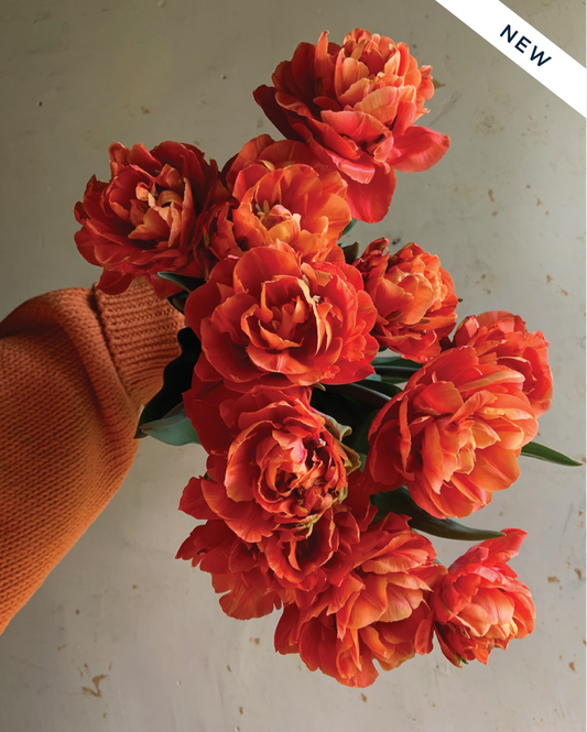 Tulip 'Valdivia'
