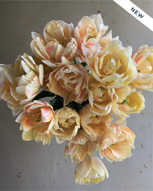 Tulip 'Foxy Foxtrot'
