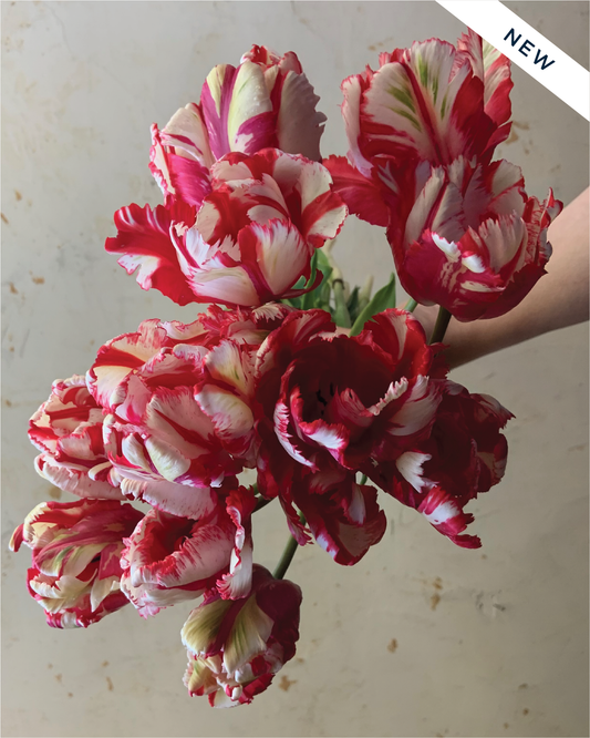 Tulip 'Estella Rijnveld'