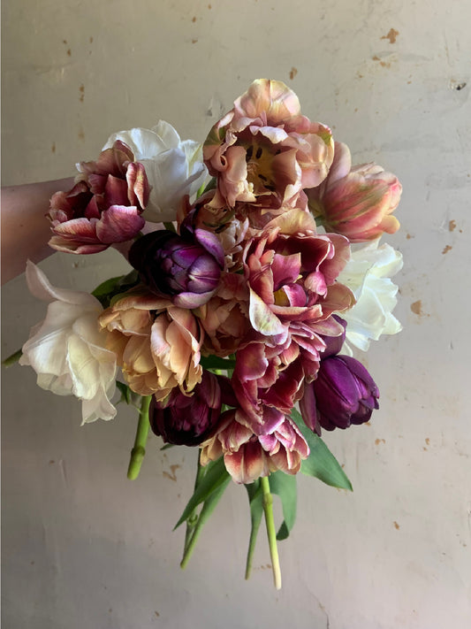 Tulip Collection 'Gone Antiquing'