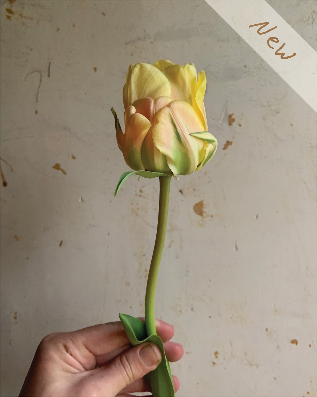 Peach Yellow Tulip
